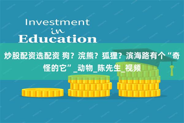 炒股配资选配资 狗?浣熊?狐狸?滨海路有个“奇怪的它”_动物_陈先生_视频